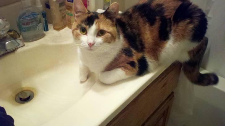 water dish? -