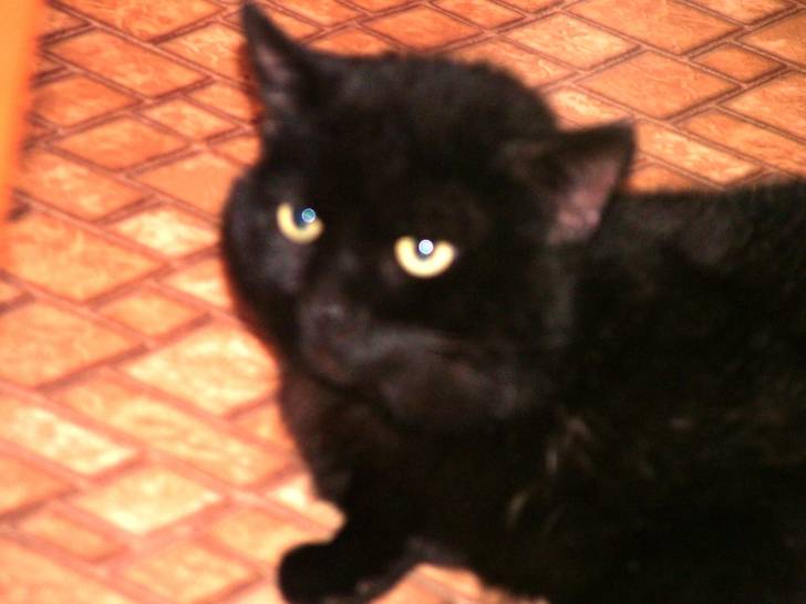 Tom - Mâle (5 ans)