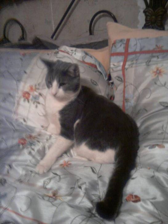 Murphy - Mâle (3 ans)