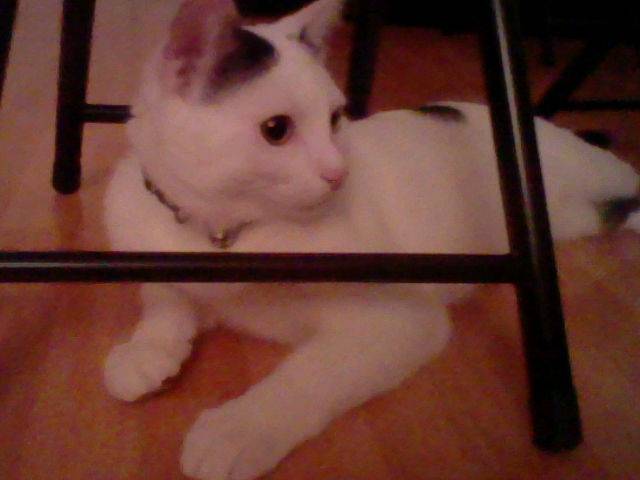Cali - Mâle (8 mois)