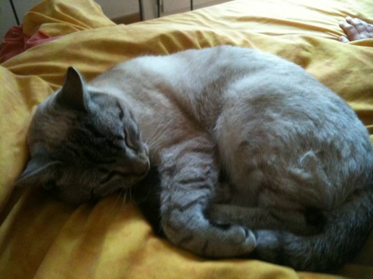 sanga - Mâle (3 ans)