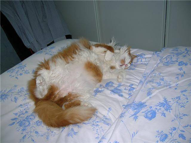 simba - Mâle
