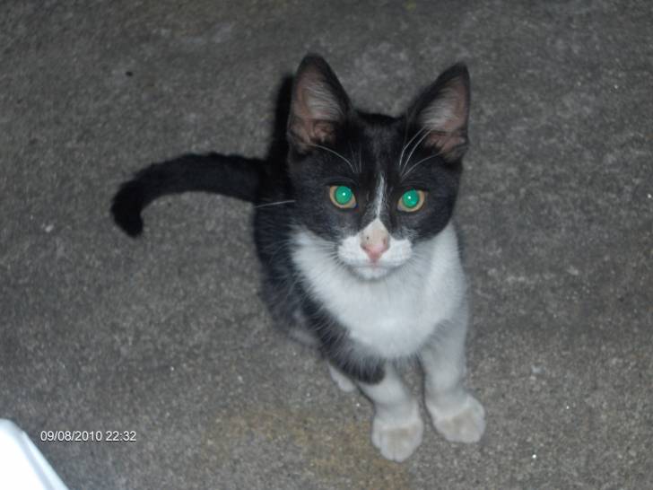 Petit chat Portugais ( Tareco) - Mâle