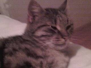 Caline - (2 ans)