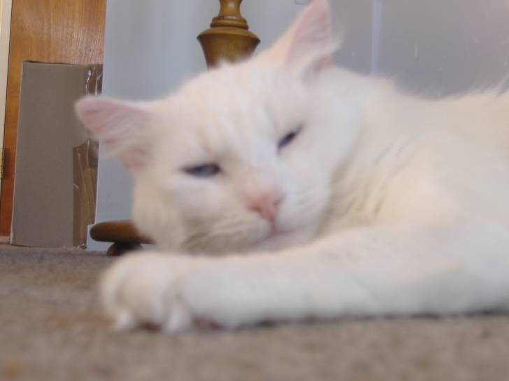 Jasmin - (6 ans)