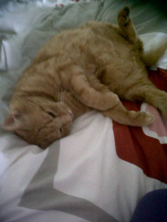 Caramel - Mâle (9 ans)