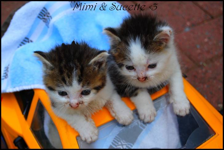 mimi & sucette - Mâle (4 mois)