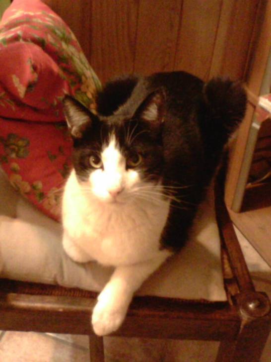 domino - Mâle (3 ans)