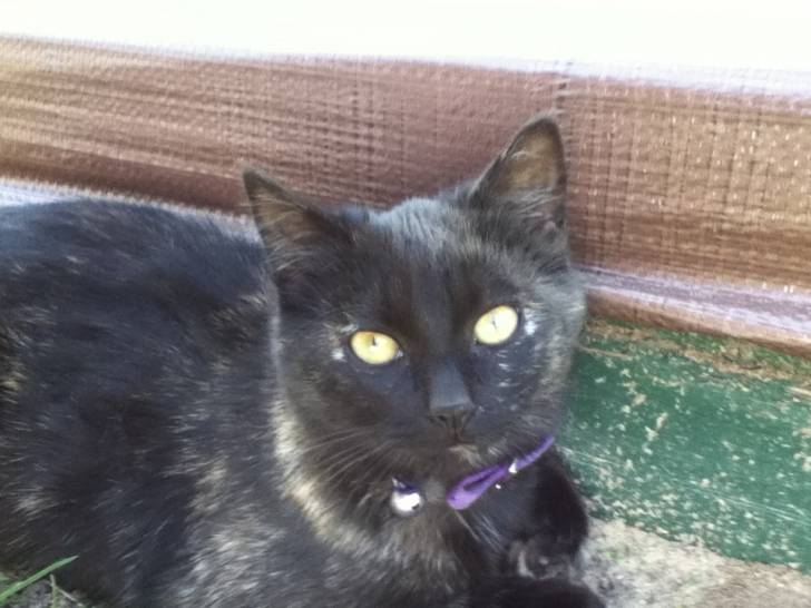 Ella - (4 mois)