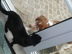 Freya et Lucy - (1 an)
