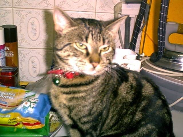 Cacahouette - Mâle (4 ans)