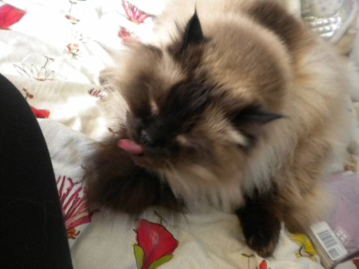 my cat rubin - Mâle (5 ans)