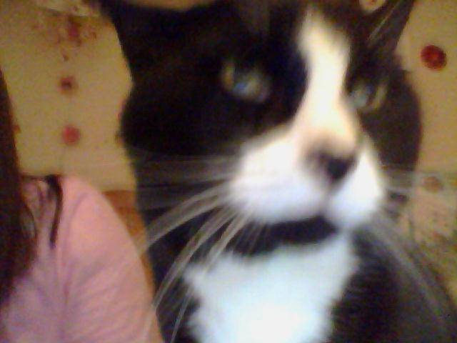 my cat jeffers - Mâle (12 ans)
