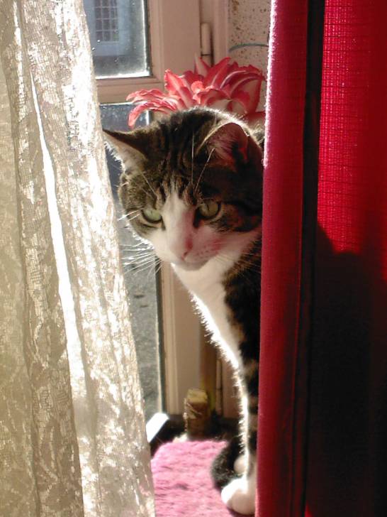 Kalinou - Mâle (6 ans)