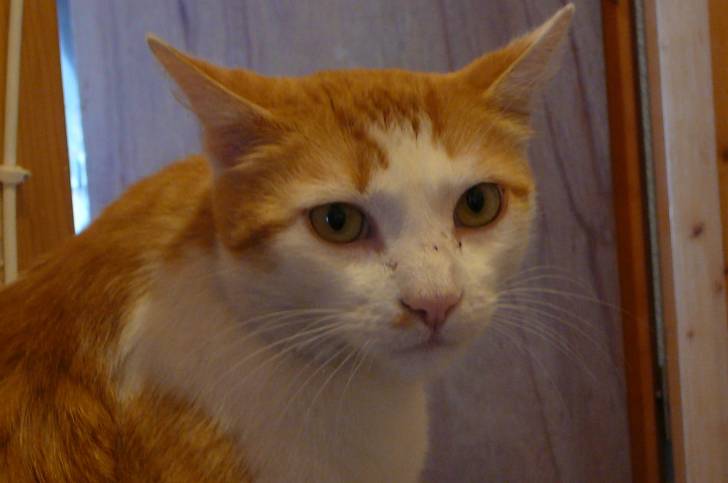 Caramel - Mâle (9 ans)