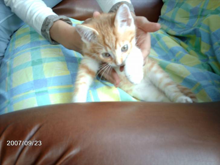 Roxy - Mâle (3 mois)
