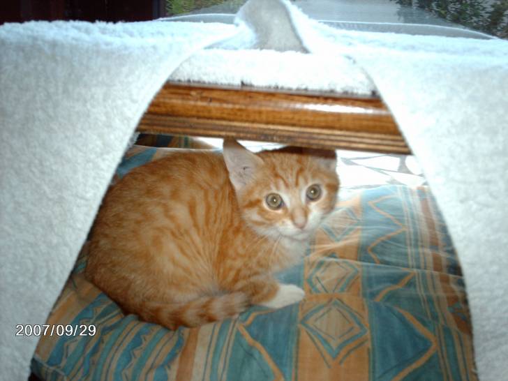 Roxy - Mâle (3 mois)