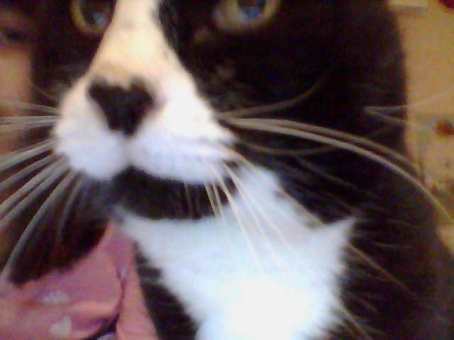 jeffers my cat - Mâle (12 ans)