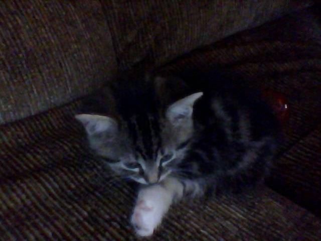 Samie - (2 mois)