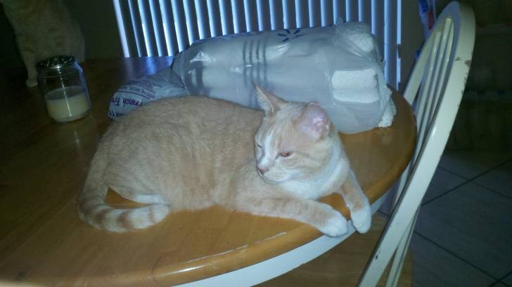 Yoshi - Mâle (10 ans)
