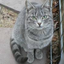 Méphisto - Mâle (3 ans)