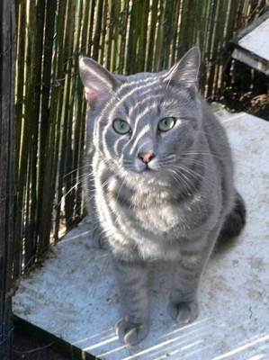 Moïse - Mâle (4 ans)