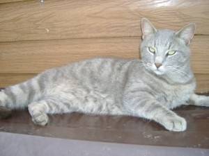 Moïse - Mâle (3 ans)