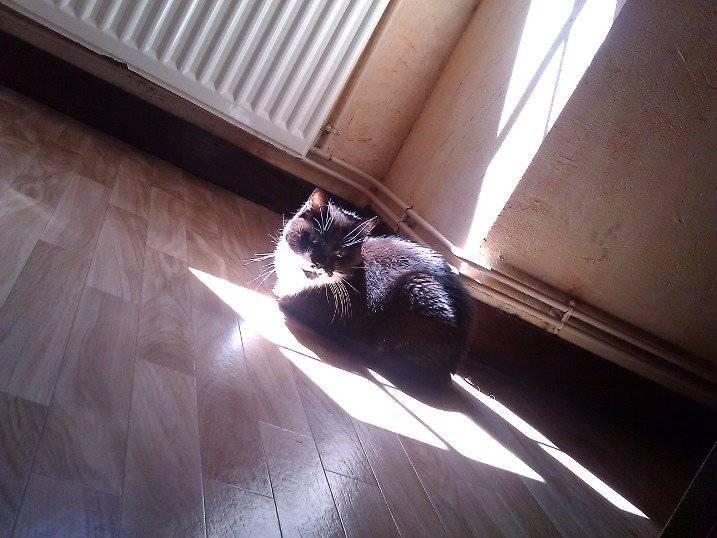 Felix - Mâle (11 ans)