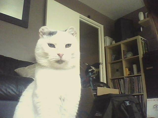 Sammy - Mâle (15 ans)