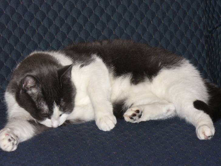 Cocoa - (5 ans)