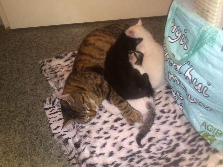 luna - (1 mois)