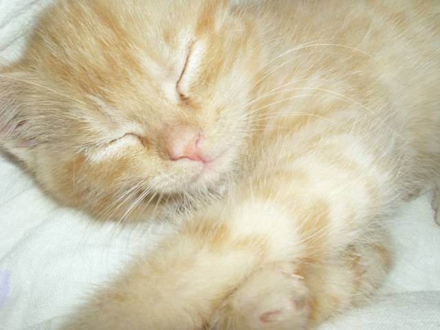 Timmy - Mâle (4 mois)
