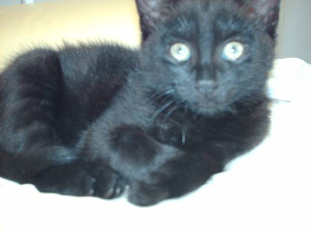 misty - (7 mois)