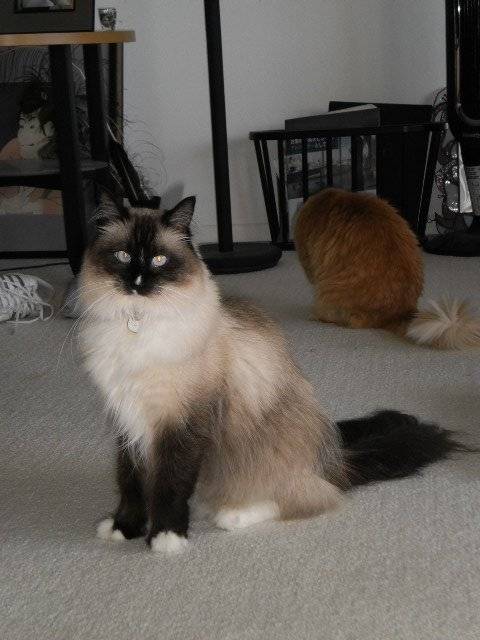 Sugar (and Honey in back) -