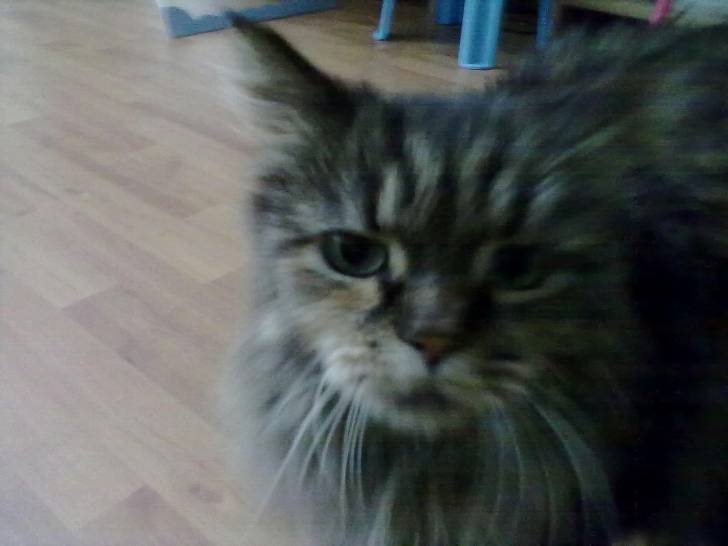 alison - (5 ans)