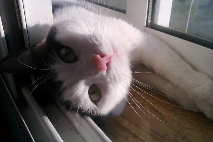 Misita - (3 ans)