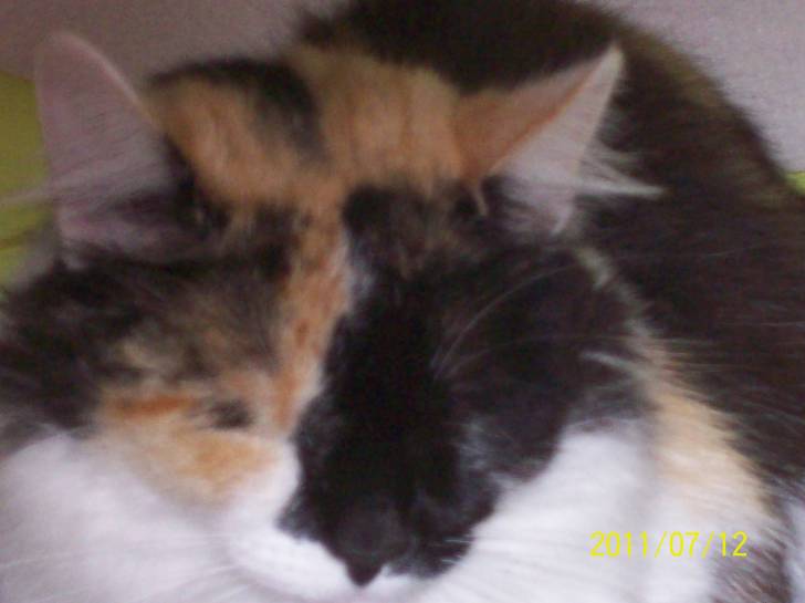 Tigresa - (2 ans)