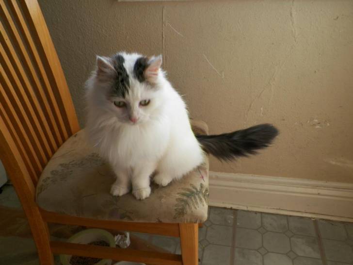 Gizmo - (6 ans)