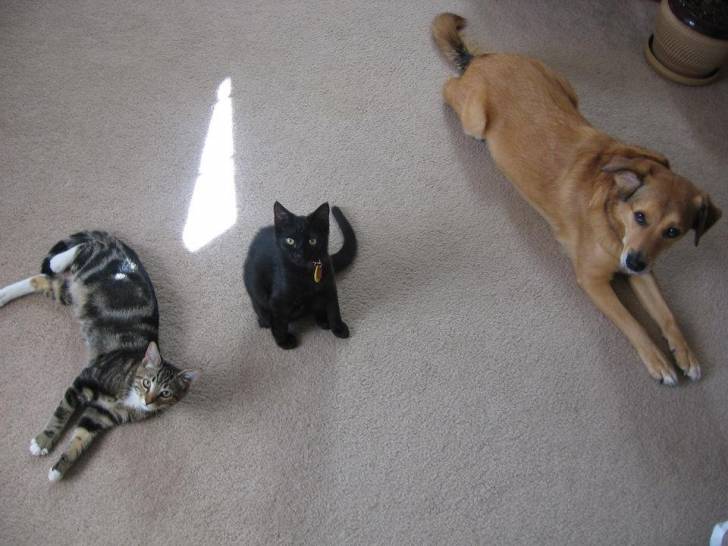 Harvey,Lilly,Juli - Mâle (8 mois)