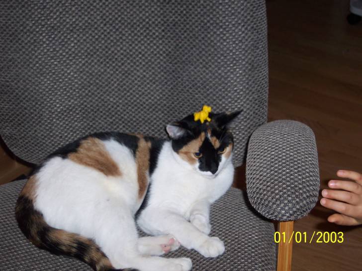 Kitty - (4 ans)