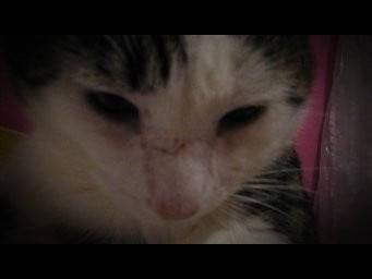 Tigriss - Mâle (6 ans)
