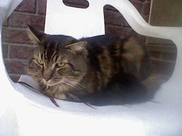 Nepia - (4 ans)