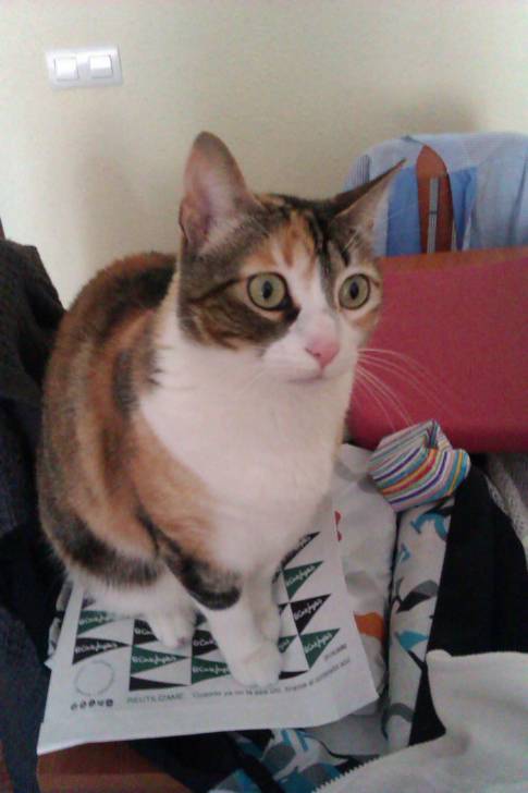 Sora - (5 ans)