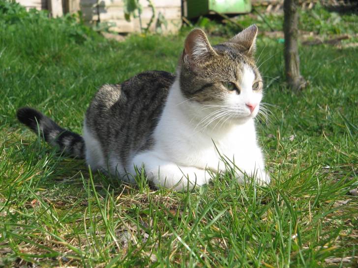 Micha - (10 mois)