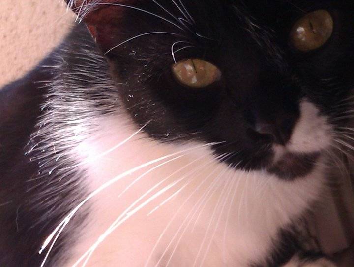 Negreta - (6 ans)