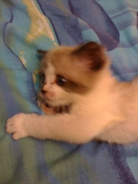 Fripouille - (1 mois)