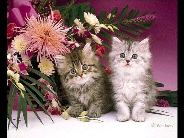 Chaton -