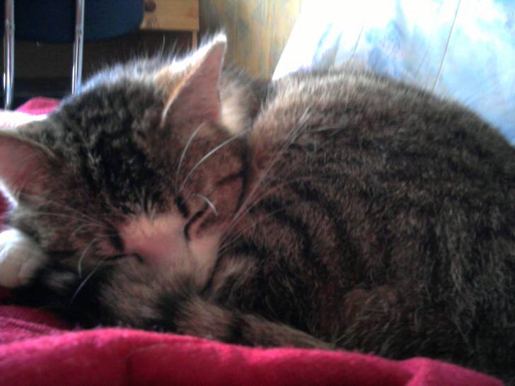 minouchette - (2 ans)