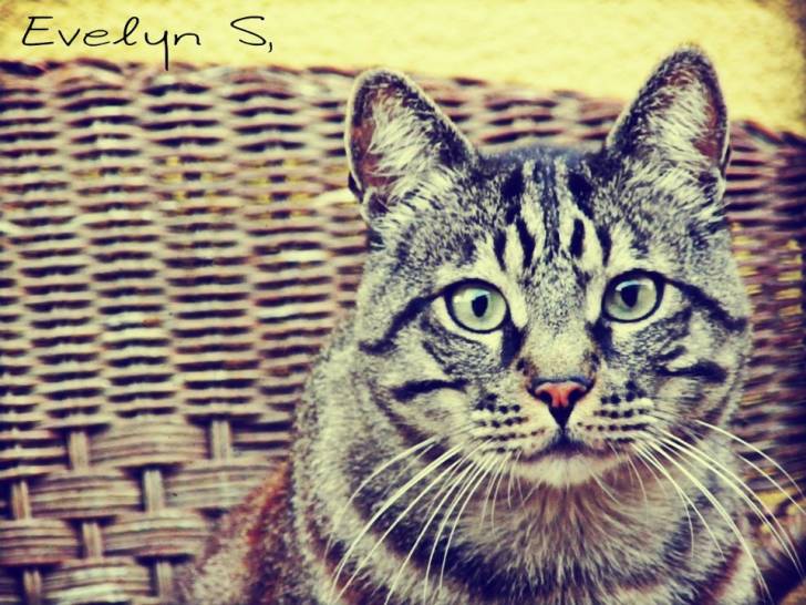 Cuki - Mâle (5 ans)