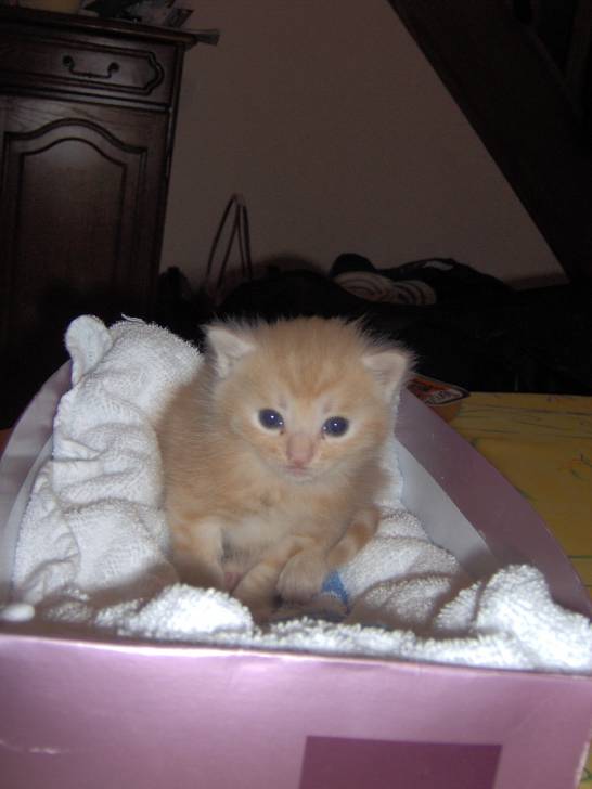 canelle - Mâle (3 ans)